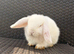 Pure bred Mini lops mixed litter