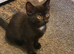 kittens for sale