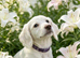 Cocker spaniel