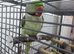 Beautiful ALEXANDRINE PARROT FOR SALE MALE