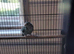 Blue Cream Kakariki
