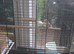 2 pair's of zebra finches.