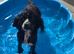 Rehome, 4 year old black cocker girl.