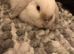 NOT NEUTERED male mini lop
