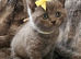 Pure Pedigree GCCF BSH
