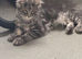 Beautiful TICA reg Maine coon girl kitten