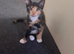 1 male and 1 female mixed breed kitten