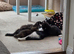 9 week old kittens 2 boys available