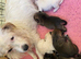 Gorgeous Rough Coated Jack Russell Puppies