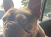 French bulldog female