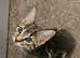 12 weeks old kitten