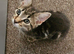 12 weeks kitten