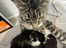 5 month old kittens