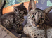 F3 savannah kittens