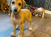 Lurcher puppies