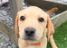 Labrador puppy's