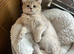 Kittens Ready for Their Forever Homes