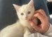 Last white kitten