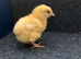 Hatch to order La Bresse Gauloise chicks