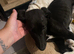 Lurcher puppy female for sale
