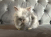 Last boy lionhead baby bunny for sale