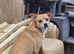 Bruno is looking for pastures new