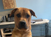 Belgium malinois doge de bordeaux husky