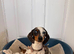 Jack russell x miniature dachshund