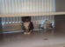 Girl kitten
