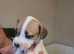 2 puppies ready 1 girl 2 boys
