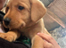 Labrador puppies
