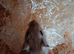 Gerbils for sal