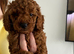 Cockapoo puppies