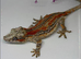 Red stripe female gargoyle gecko