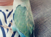 Quaker parrot - 12 weeks hand reared
