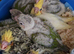 Handreared baby conures