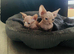 Two kittens for sale