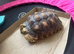 Sulcuta tortoise