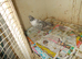 I HAVE SOME PIGEONS FOR SALE..