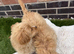 REDUCED! Last 3 Fluffy frenchies cross