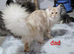 Amazing mainecoons