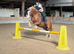 Sad sale of Micky one owner since yearling