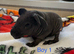 Well handled skinny pig babies