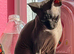 Crystal - Beautiful Blue Mink Sphynx Girl - £800