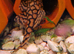 Honeycomb Plecos L519 Rio Itenez