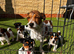 5 Jack Russels