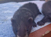 part angora ferret kits