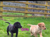 Chunky puppies
