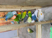 Lovebirds for sale