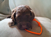 Beautiful Cockapoo Puppies For Sale